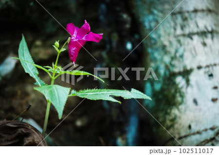 Impatiens textori pink flower with long green leaves growing alone in a spooky dark forest near old building 102511017