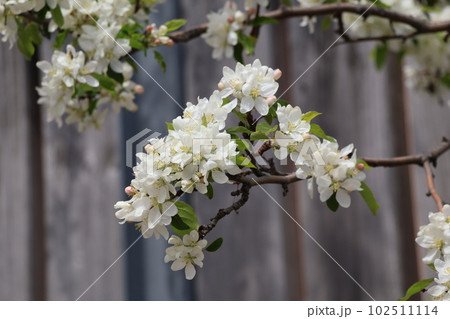 白い花びらのクラブアップルのドルゴの花が咲く枝をアップで撮影した風景 102511114
