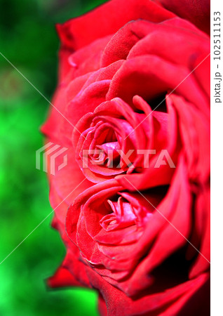 深紅の薔薇 深紅の薔薇 102511153