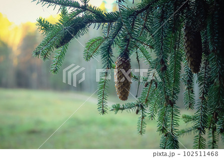 One long pine cone hanging on a branch against a background of green meadow in sunset light 102511468