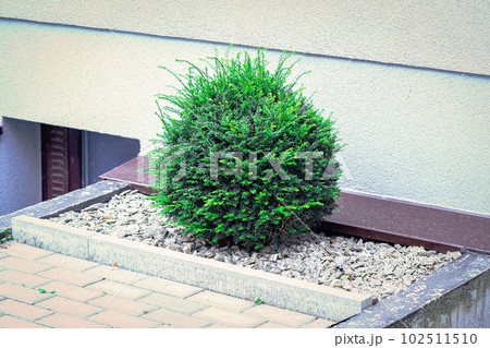 Young spherical fir plant growing in stones near paved road on a city street Young spherical fir plant growing in stones near paved road on a city street 102511510