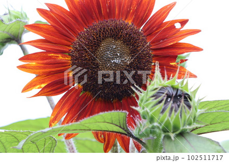 珍しかった赤茶色の向日葵も夏の風物詩に 102511717