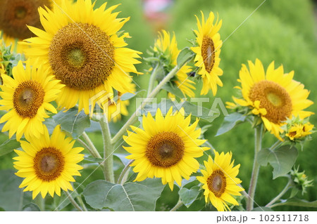 一回り小さいヒマワリの群生も素敵な風景ー弐 102511718