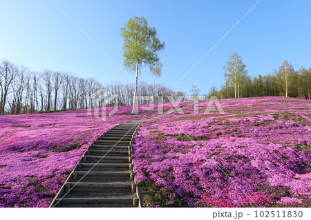 芝桜と白樺 102511830