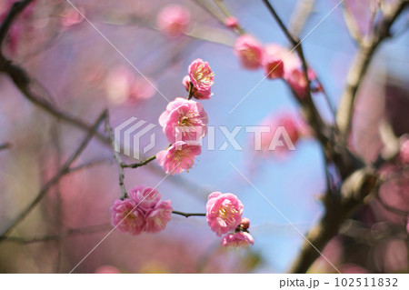 満開の梅の花のクローズアップ(八重揚羽 ヤエアゲハ) 102511832