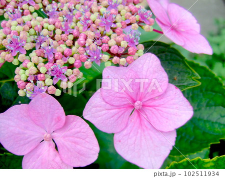 紫陽花 102511934