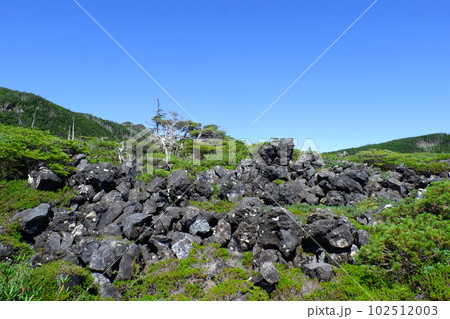 夏の北八ヶ岳坪庭 夏の北八ヶ岳坪庭 102512003