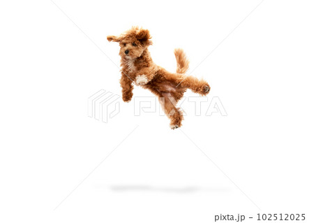 Portrait with funny animal with red fur and fluffy paws jumping isolated over white studio background. Levitating dog 102512025