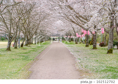 忠元公園の桜の風景 102512702