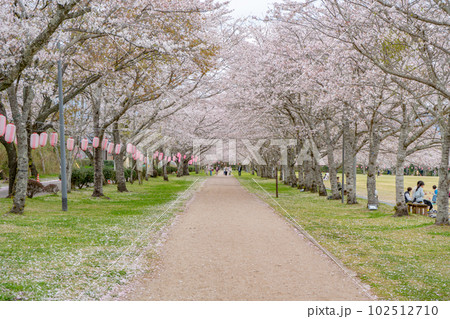 忠元公園の桜並木 忠元公園の桜並木 102512710