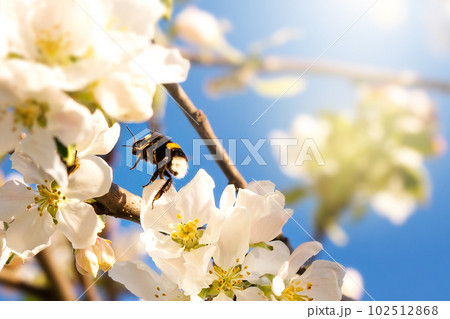 Blooming apple flowers in spring garden, macro 102512868