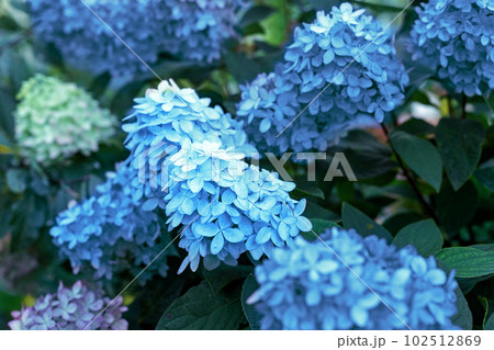 Summer garden flowers closeup 102512869