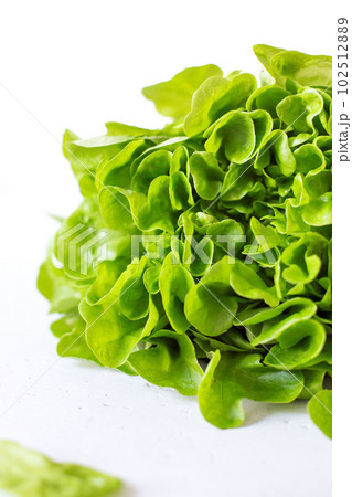 Fresh butter head of green lettuce leaves Fresh butter head of green lettuce leaves 102512889