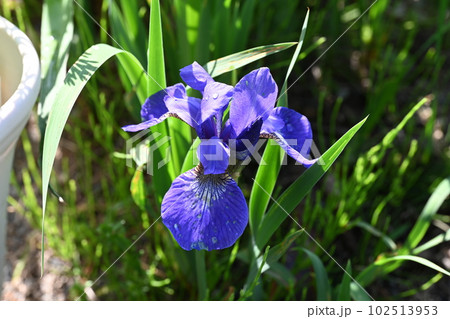 家の庭に咲いたアヤメの花 家の庭に咲いたアヤメの花 102513953