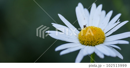 One daisy flower growing in a field in summer. Bee collecting pollen or nectar from a Marguerite plant. Top view of a white flower blossoming in a garden. Pretty flora flourishing in nature 102513999