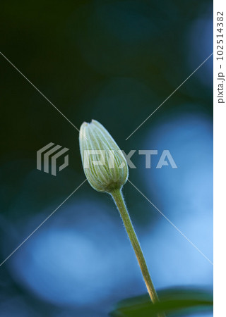 Single flower bud isolated on blue background with bokeh for stunning nature scene. One closed clematis bloom against dark navy copyspace in spring with contrast. Delicate soft plant growing outside 102514382