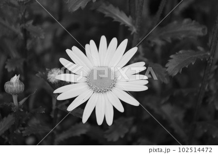 満開に咲き乱れる花 満開に咲き乱れる花 102514472
