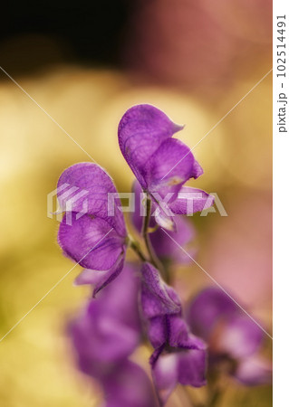 Monkshood flowers blooming on a branch of a tree in a botanical garden. Closeup of a pretty summer flower growing in nature. Petals of flowerhead blossoming on a floral plant in a backyard or park Monkshood flowers blooming on a branch of a tree in a botanical garden. Closeup of a pretty summer flower growing in nature. Petals of flowerhead blossoming on a floral plant in a backyard or park 102514491