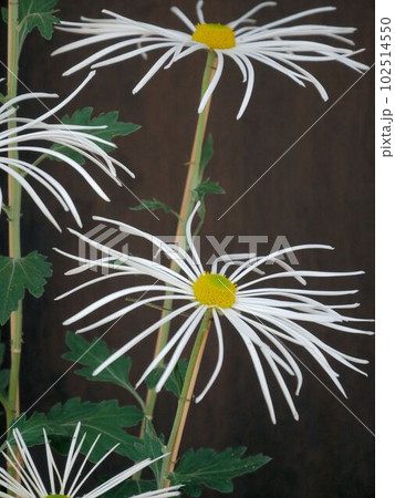 肥後六花 白いヒゴキク 肥後六花 白いヒゴキク 102514550
