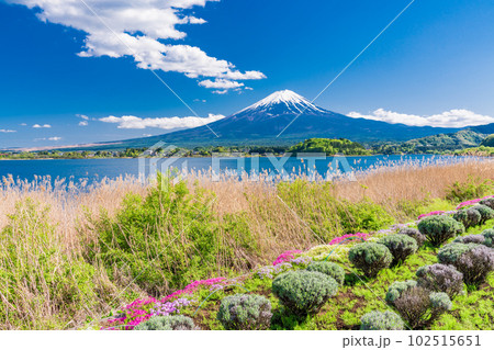 (山梨県)河口湖大石公園から望む、富士山 (山梨県)河口湖大石公園から望む、富士山 102515651