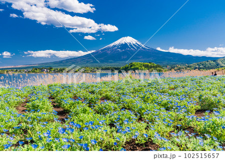 （山梨県）ネモフィラ咲く、河口湖大石公園と富士山 102515657