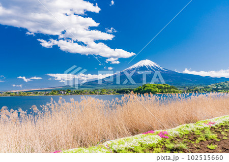 （山梨県）ネモフィラ咲く、河口湖大石公園と富士山 102515660