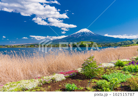 (山梨県)春の河口湖大石公園から望む富士山 (山梨県)春の河口湖大石公園から望む富士山 102515787