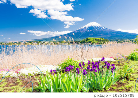 （山梨県）春の河口湖大石公園から望む富士山 102515789