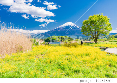 （山梨県）春の河口湖大石公園から望む富士山 102515911