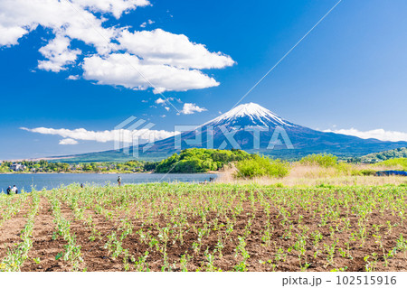 （山梨県）春の河口湖大石公園から望む富士山 102515916