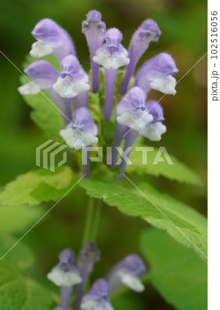 オカタツナミソウ(丘立浪草)の紫色の花 オカタツナミソウ(丘立浪草)の紫色の花 102516056