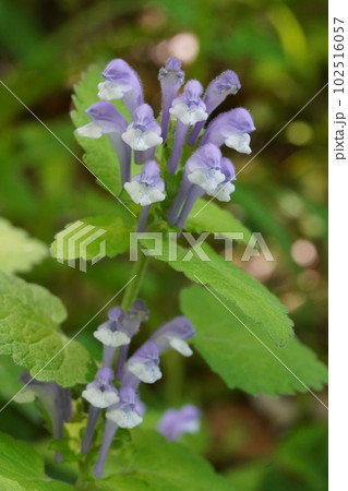 オカタツナミソウ(丘立浪草)の紫色の花 オカタツナミソウ(丘立浪草)の紫色の花 102516057
