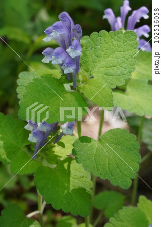 オカタツナミソウ(丘立浪草)の紫色の花 オカタツナミソウ(丘立浪草)の紫色の花 102516058