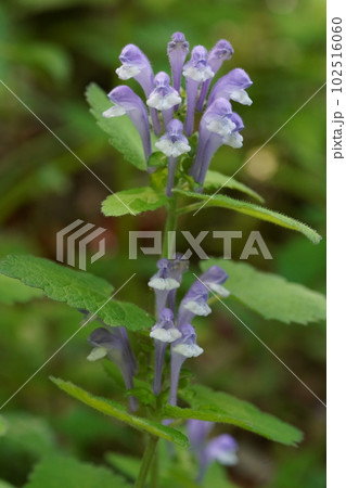 オカタツナミソウ(丘立浪草)の紫色の花 オカタツナミソウ(丘立浪草)の紫色の花 102516060