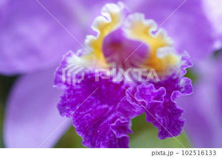 カトレヤ・リューデマンニアナ Cattleya lueddemanniana カトレアの原種 カトレヤ・リューデマンニアナ Cattleya lueddemanniana カトレアの原種 102516133