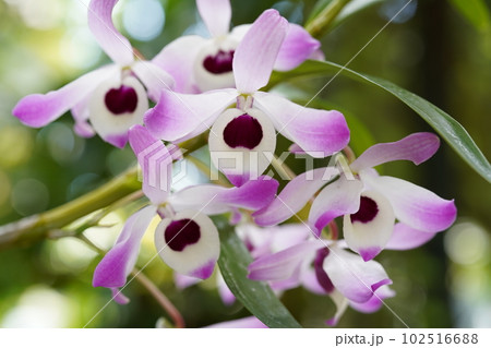 デンドロビウム・ノビレ　Dendrobium nobile 　デンドロビウムの原種 102516688