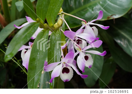 デンドロビウム・ノビレ Dendrobium nobile デンドロビウムの原種 デンドロビウム・ノビレ Dendrobium nobile デンドロビウムの原種 102516691