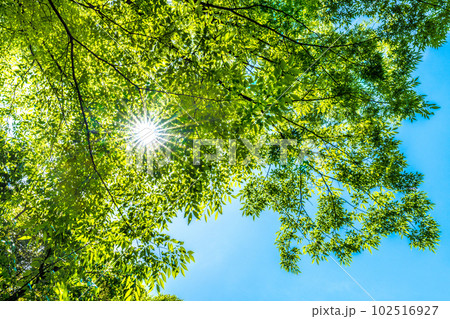 日本の横浜都市景観 新緑・エコ。コロナ5類移行で、新しい未来が見えるか…新緑などを望む=5月9日 日本の横浜都市景観 新緑・エコ。コロナ5類移行で、新しい未来が見えるか…新緑などを望む=5月9日 102516927