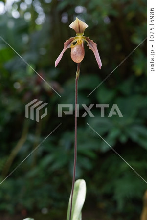 パフィオペディルム アップルトニアナム Paphiopedilum appletonianum パフィオペディルム アップルトニアナム Paphiopedilum appletonianum 102516986