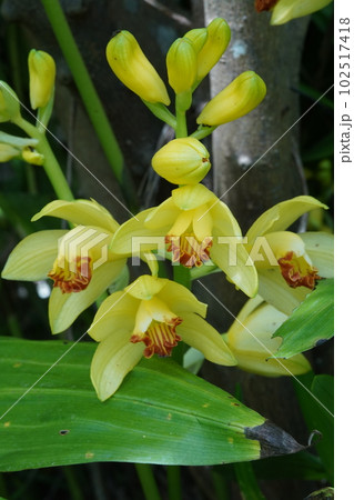 ガンゼキランの花　Phaius flavus 102517418