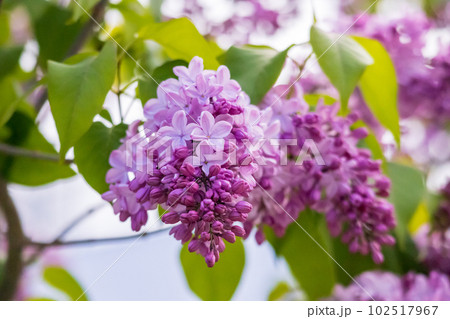 美しいライラック開花 美しいライラック開花 102517967
