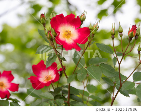 花の中心が黄色から白へと変化する一重咲きの真っ赤なバラ【カクテル】 花の中心が黄色から白へと変化する一重咲きの真っ赤なバラ【カクテル】 102517986