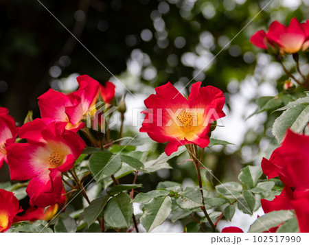 花の中心が黄色から白へと変化する一重咲きの真っ赤なバラ【カクテル】 花の中心が黄色から白へと変化する一重咲きの真っ赤なバラ【カクテル】 102517990