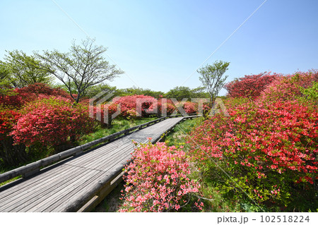 栃木県 那須高原 八幡ツツジ群落の風景 栃木県 那須高原 八幡ツツジ群落の風景 102518224