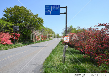 栃木県 那須高原 八幡ツツジ群落の風景 栃木県 那須高原 八幡ツツジ群落の風景 102518225