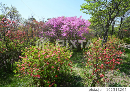 栃木県 那須高原 八幡ツツジ群落の風景 102518265