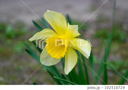 A daffodil in a garden with the sun shining on them. A daffodil in a garden with the sun shining on them. 102518729