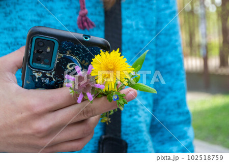 Yellow flowers of dandelions in green backgrounds. Spring and summer background. Yellow flowers of dandelions in green backgrounds. Spring and summer background. 102518759