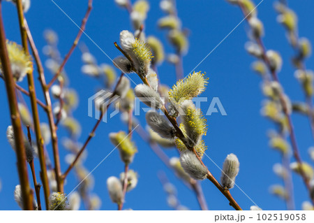 Fluffy soft willow buds Fluffy soft willow buds 102519058