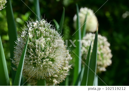 ネギボウズ（ヒガンバナ科） 102519212